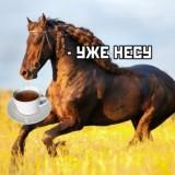 Horse)Tea?